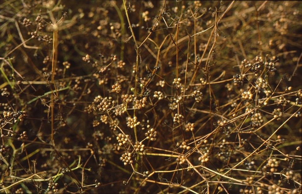Kuva 10. Korianterin siementen tuleentumiseen tarvitaan pitkä ja lämmin kesä. Kurkkuyrtti eli purasruoho (Borago officinalis) Helppo viljeltävä.