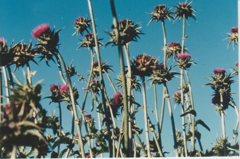 Talvikynteli (Satureja montana) Sukulaislajin talvikyntelin siemenet ovat kesäkyntelin näköisiä: pieniä, pyöreitä ja mustia. Niiden tsp on yleensä 0.500 g paikkeilla.