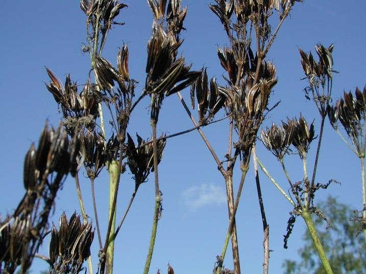 Saksankirveli (Myrrhis odorata) Saksankirvelin siemenet ovat maustekasvien siemenistä suurimpia. Tuoreena ne ovat makean maukkaita; kypsänä ovat tummanruskeita, kulmikkaita, pituudeltaan 1.4-2.