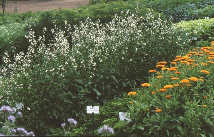 Sareptansinapin (Brassica juncea) lajikkeiden siementen itävyys v. 1994 olivat seuraavat: Green in Snow lajike 28 %, Ben Chia Leaf mustard 61 % ja Savanna hybrid 88 %. Kähärävihannessinapin (B.