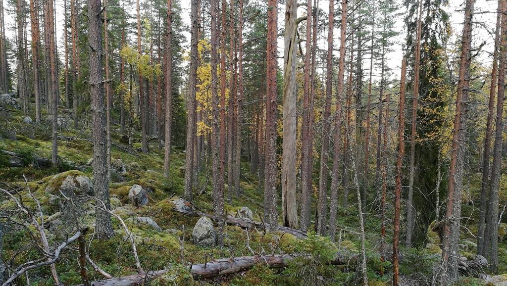 Sisällysluettelo 1. Johdanto... 1 2. Tulokset... 2 2.1. Natura-luontotyypit... 2 2.2. Lajistokartoitukset... 3 2.3. Uudet ja päivitetyt suojeluesitykset... 5 2.4. FSC... 6 3.