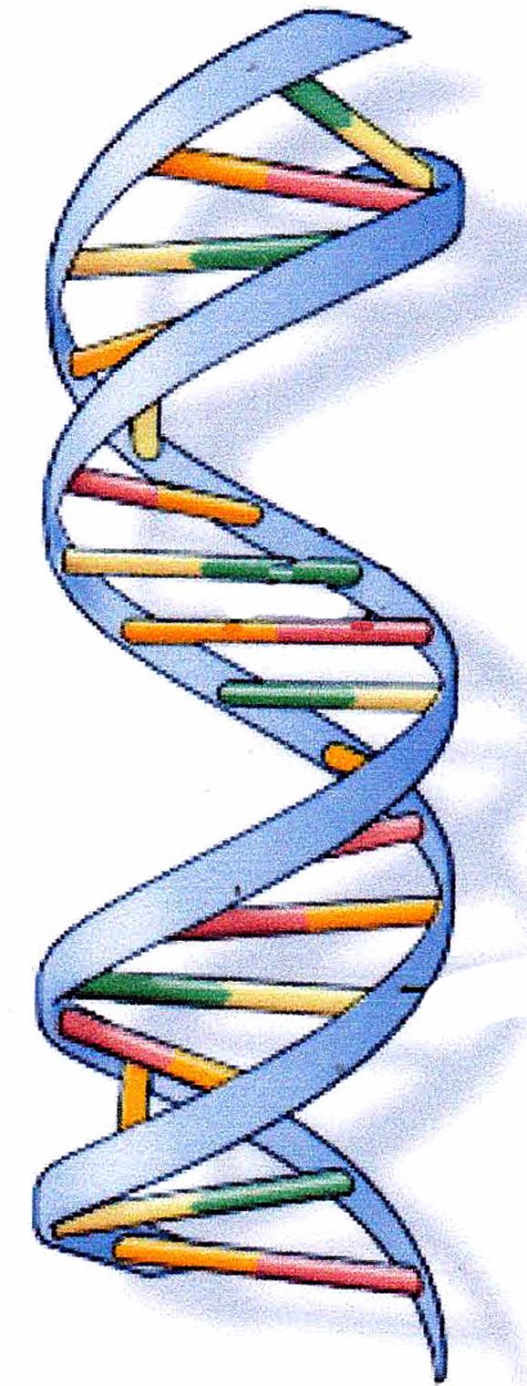 DNA-tutkimuksesta DNA sisältää ihmisen perimän, geenit, jotka lapsi saa biologisilta vanhemmiltaan.