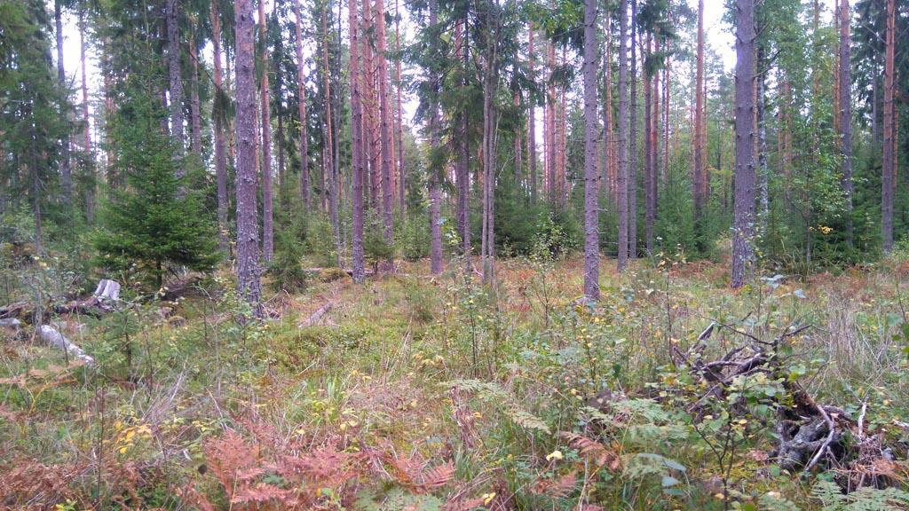 Jos elinympäristö heikentyy, se tapahtuu arvokkaampien metsänosien ja/tai niiden välisten metsäkäytävien hakkaamisen kautta (kartat 2 ja 3).