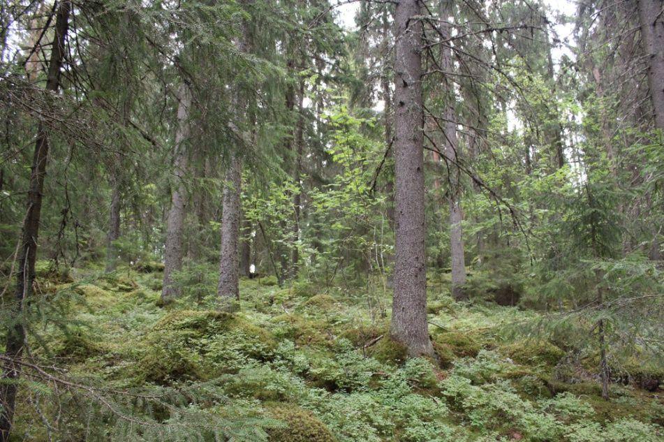 kangasta kuvion 1 pohjoisosassa.