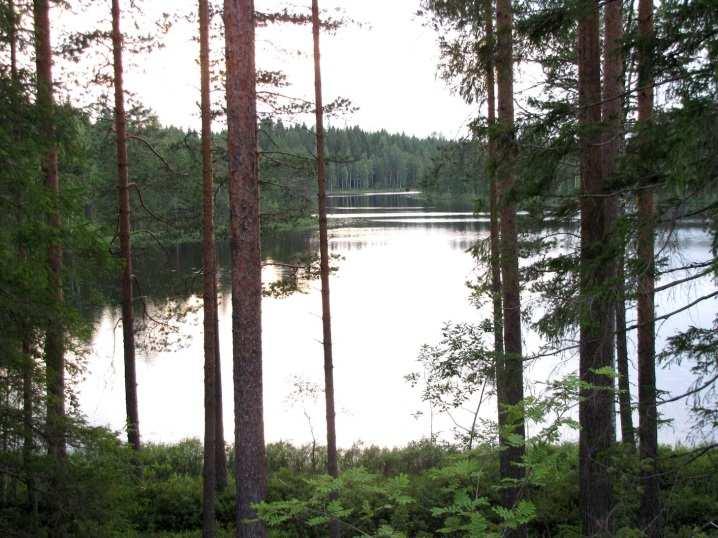 Eri puolilla Pieni-Otikaista todettiin merkkejä majavan oleskelusta järvellä. 14