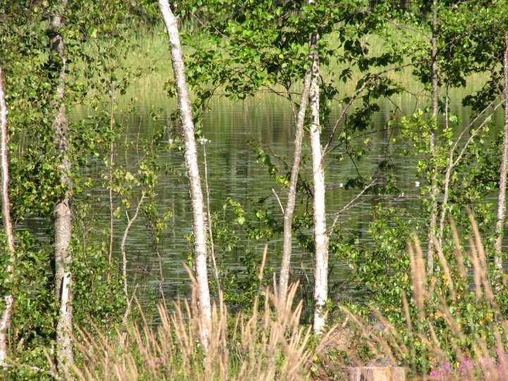 25 Kuva 32. Matalahden rehevä perukka kuuluu suunnittelualueeseen. Kuva 33. Matalalahden ympäristö on avohakattu. Matalalahti näkyy kuvan taustalla. 15.2. Kiikkuranta Kiikkuranta on matala harjusoran muodostama niemi, jonka itä- ja länsipuolella on alavarantaiset lahdet.