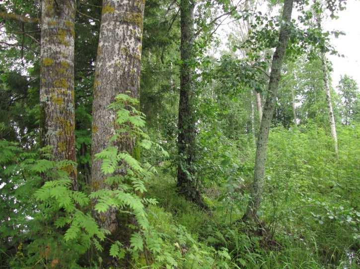 Kelluslehtisiä todettiin koko vesialalla. 18.2. Putkijärven kaakkoispää Putkijärven kaakkoispään metsät ovat kuusivaltaisia tuoreita kankaita.