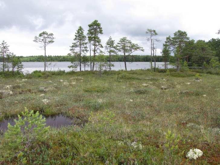 40 ohutturpeinen suo järven pinnan tasossa sekä Metsälain tarkoittama harvapuustoinen suo, jonka vuoksi Suoniemi tulisi jättää nykytilaansa (LIITTEET, Kartta 3). Kuva 72.