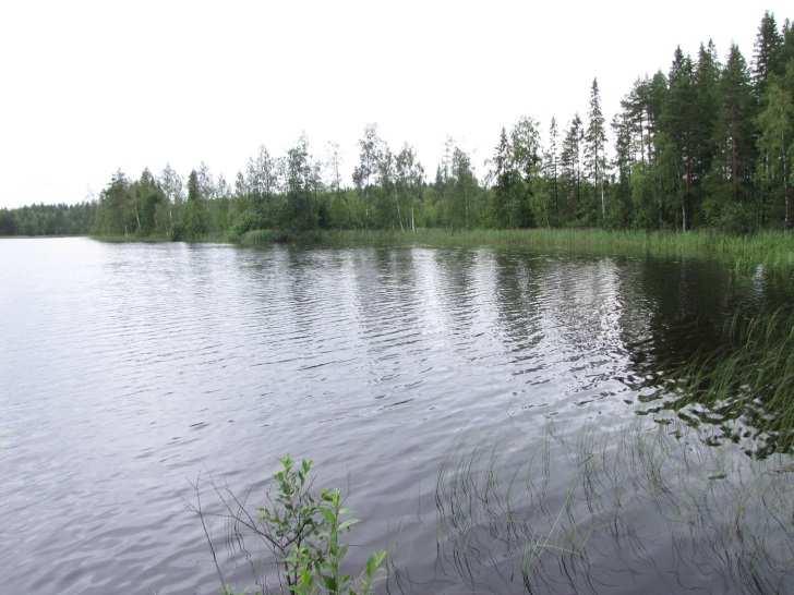 49 merkittäviä (kuva 91.). Alueen kasvi- ja lintulajisto todettiin tavanomaiseksi eikä alueella todettu merkkejä liito-oravan oleskelusta tai liito-oravalle soveliasta elinympäristöä.