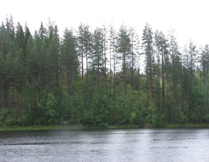 ). Metsät ovat mäntyvaltaisia tuoreita kankaita (MT). Alavilla paikoilla lammen eteläpäässä sekä länsi- ja koillisrannalla oli todettavissa sekapuuna myös kuusta.