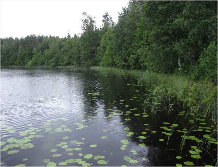 Maatilan ympäristössä kenttäkerroksen lajisto indikoi lehtomaisuutta (OMT, paikoin OMaT). Kuva 99. Suuri-Majoon dystrofista itärantaa. Taustalla näkyy itärannan hakkuuaukea. Kuva 100.