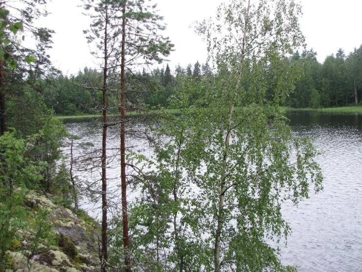 72 Kuva 134. Honkalahtea itärannan kallioilta (ClT -männikköä) kuvattuna. Lahti on dystrofinen. Kuva 135. Honkaniemen lakialue on avohakattu. Aukealla todettiin pesivänä pikkulepinkäinen.