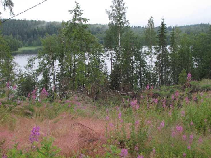 Lahden perukkaan virtaa vedet eteläpuolen ojitetuilta soilta, joka lienee osaltaan rehevöittänyt lahtea.