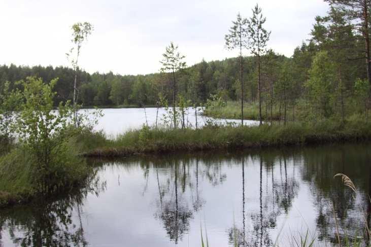 8 Salilammen eteläpäästä lähtee meanderoiva Oravapuro, johon on johdettu lukuisia suo-ojia. Suunnittelualue rajautuu Oravapuroon ja Salilammen länsirannalle.