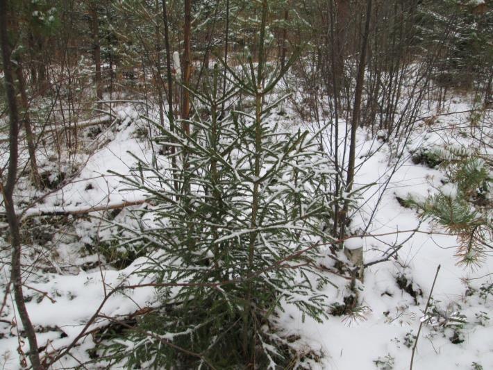 18 Kuva 4. Kuusirypäs koealalta kaksi 4.3 Koivun kehitys Katkomattomat koivut olivat pituudeltaan keskimäärin 42 cm ja katkotut koivut olivat 399 cm (Taulukko 2).