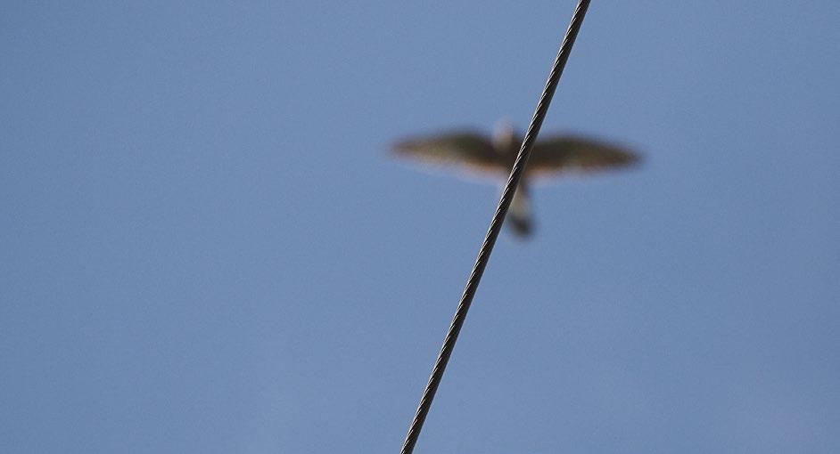 Tiedonannot Pienehkönä ja kevyenä lintuna tuulihaukalla ei ole yhtä suurta riskiä törmätä voimajohtoon kuin nopeammin lentävillä isommilla petolinnuilla.