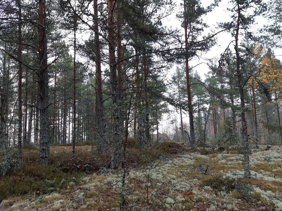 saariston kallioista metsämaata.