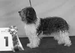 CARNAC S TEQUILA SUNRISE S13639/2004 n Peunky de Forlhand * Carnac s Dangerous Liasons G Skallman, Ruotsi / G Skallman, Ruotsi 21.1.2012 Turku kv Espen Engh, Norja 8 years old bitch in excell.