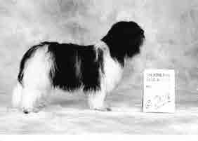4.8.2012 Kuopio kv Roberto Schill, Romania 8 years. Very good condition and conformation. Head a bit narrow. Medium brown eyes. Good ear-carriage. Well-bild body. Correct front and angulations.
