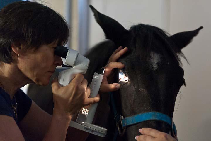 Valo varjovaikutus Kirkkaassa valossa ilmestyvä iso varjo aiheuttaa hevosen sokeutumisen koska hevosen pupilli ei ehdi sopeutumaan valon vähenemiseen ennen kuin tilanne on jo ohi.