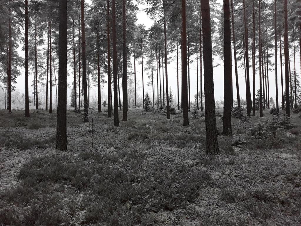 6 Kuva 4. Näkymä kaava-alueen pohjoisesta etelään päin.