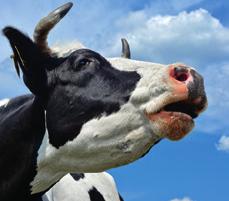 Lehmän FOSFORI-pastan fosforimäärä on 46 grammaa/tuubi, päivässä 92 grammaa. Käytetään lehmille, joilla on poikimisen jälkeen taipumusta jäädä makuulle (ns.