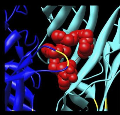 8 Kuva 2. α-konotoksiini MII sitoutuneena nikotiinireseptoriin. Kuvassa näkyy keltaisena kysteiini-kysteiini-loop, johon ligandit sitoutuvat (Albuquerque ym. 2009).