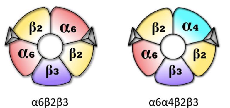 11 3.1 α6*-nikotiinireseptoreiden rakenne α6*-nikotiinireseptorien rakenne on vastaavanlainen kuin muilla nikotiinireseptoreilla (kuva 4) (Quik ym. 2011).
