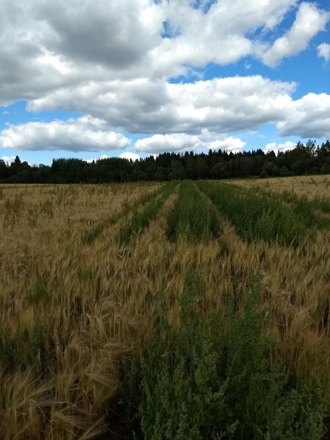 Tiheä kasvusto ensisijainen tapa torjua rikkoja Huolellinen kylvö Kuva ensimmäiseltä siirtymävuodelta