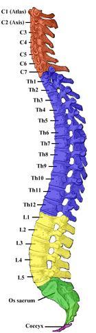 15 (55) 3 ALASELÄN ANATOMIA 3.1 Selän rakenne Aikuisen selkäranka eli columna vertebralis (kuva 1) koostuu 7 kaula- (C1 C7), 12 rinta- (Th1 Th12) sekä 5 lannenikamasta (L1 L5).