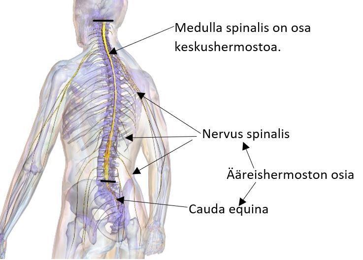 23 (55) (Vleeming ym. 2007, 24, 48; Myers 2013, 172.) Kokemuksemme mukaan pakaran heikko aktivaatio tai vastaavasti ylikireys voivat vaikuttaa lannerangan sekä lantion liikkeisiin. 3.