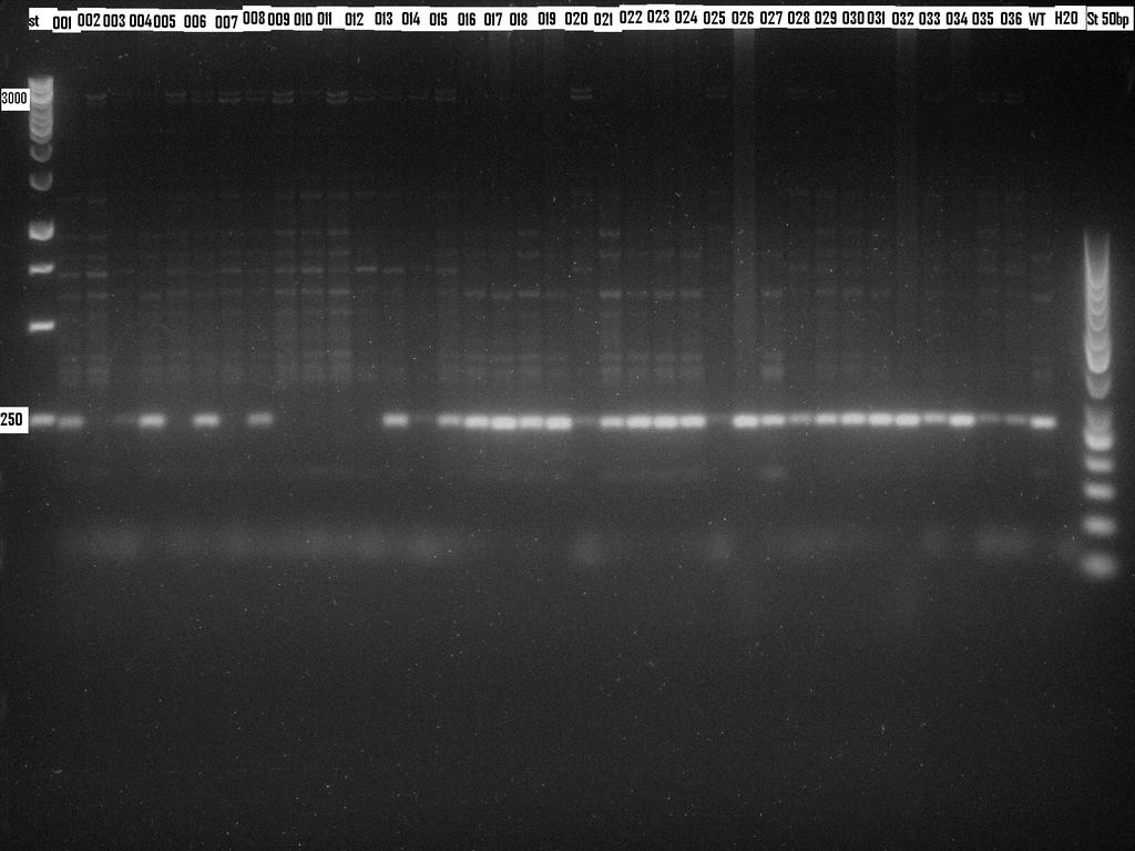 28 WT yksilössä KO yksilössä WTF WTR 238 bp - WTF KOR 4450 bp 4450 bp - deleetio 450bp Kuva 3.2.2 36:n yksilön PCR-tuotokset käyttäen WTF ja WTR alukkeita.