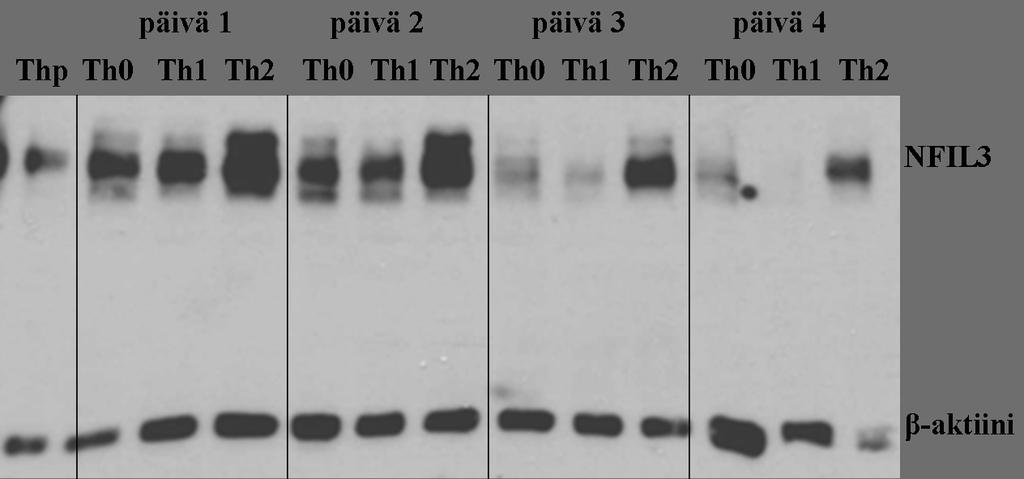 36 Kuva 4.3.1 NFIL3 ekspressiokinetiikka NFIL3:n ekspressio vaihtelee päivittäin. Kuvassa Thp sekä Th0, Th1 ja Th2 - olosuhteissa kasvatettu ja western blot menetelmällä detektoitu proteiini.