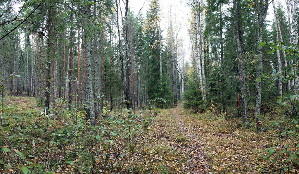 18 Kokoojakatu kaartuu loivasti kumpuilevasta metsämaastosta kohti turveradan
