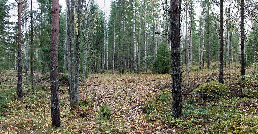 Metsäreitin levennyksestä ja ympäröivästä kasvillisuudesta johtuen ratapohjan