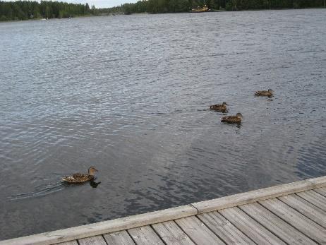Salonsaaren loma 13.-18.8.2018 Lomamme pääajatus oli, että ollaan mahdollisimman paljon ulkona ja yhdessä! Tällä lomaviikolla meitä oli 24.