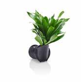 PESÄRAUNIOINEN - ASPLENIUM ANTIQUUM huolen kasvien riittävästä vedensaannista. Kastelu tapahtuu keskimäärin kaksi kertaa päivän aikana.