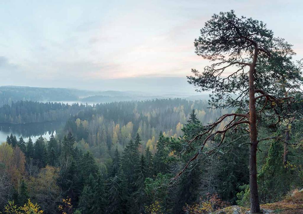Naava yhdistää ihmiskunnan ja luonnon uudelleen.