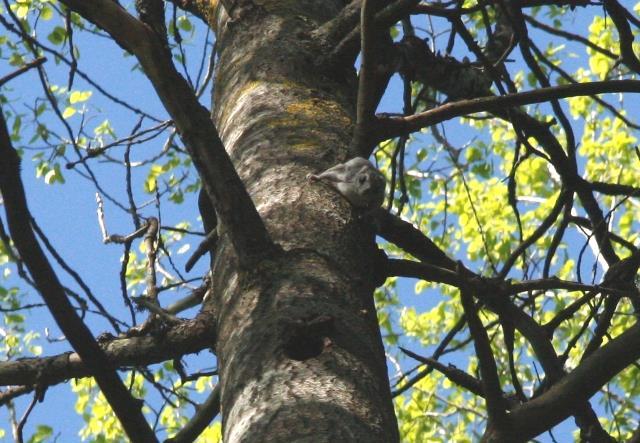Oleelliset luontoarvot III: luontodirektiivin liitteen IV (a) lajit eli ns. tiukan suojelun lajit Liito-orava, lepakot, viitasammakko, tietyt korennot ym.