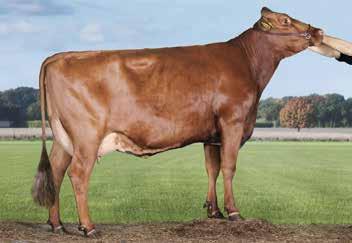 Sen emä, VG-87, tuotti toisella kaudellaan 12 500 kiloa maitoa hyvillä pitoisuuksilla 4,2 ja 3,7. Sonnin kasvattaja on Sören Eskildsen Tanskasta.