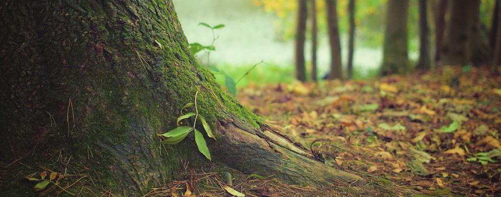 Tule oppimaan rentoutumista metsässä. Metsämieliharjoitteet toimivat hyvänä keinona mielen rahoittamiseen. Tutustumme samalla luontoreitti Nuijapolun alkuun ja Morajärven laavuun.