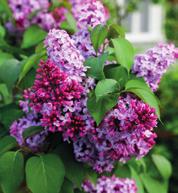 Loppukesällä Vanha Kilkkilän talon päädyssä sijaitsevaa sekaaidannetta värittävät kukkivat perennat ja hortensiat.