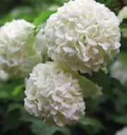Monilajinen kukka-aidanne on korea keväästä syksyyn, kun porrastat pensaiden kukinta-aikoja.