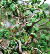 I 100 cm 5 Punapähkinäpensas Fuscorubra (Corylus avellana) Euroopanpähkinäpensas vaatii paljon tilaa.