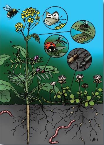 Hyönteiset osana ravintoverkkoja Toiminnallinen monimuotoisuus lajimonimuotoisuutta tärkeämpää ekosysteemien
