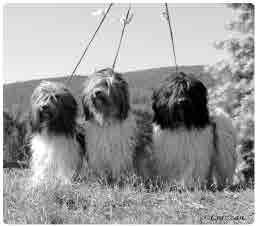 kennel Crazzan Muru Dii Casper Kans & Fin & S & Dk & N & B Mva PMV-05 V-03 Boisterous L Amour Jo 8-vuotias Muru oli Vuoden Schapendoes narttu -kilpailussa toinen ja saavutti Norjan ja Belgian