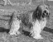 EDMONTON FIN21024/97 u (Utrecht de la Richesse Ollie Ruchiëng Beauty Dogs) Sari Touvela / Mia Paasikivi erinomainen tyyppi, hän on liian lihava. hyvä pää, missä iso hyvä kuono.