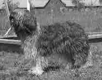 TRASSELI YLIOTE FIN18704/06 u (Monza Lieveke aan de Brikkenoven Trasseli Yllätys) Anita Kurko / Nina Henttonen Oulu KV 7.10.