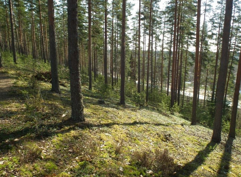 Kuva 1. Valkealan Harjunmäkeä keväällä 2012 Petri Parkko Seututien pohjoispuolelle jää Röykynmäen Natura 2000-alue, joka on vanhaa kuusivaltaista metsää suurine haapoineen.