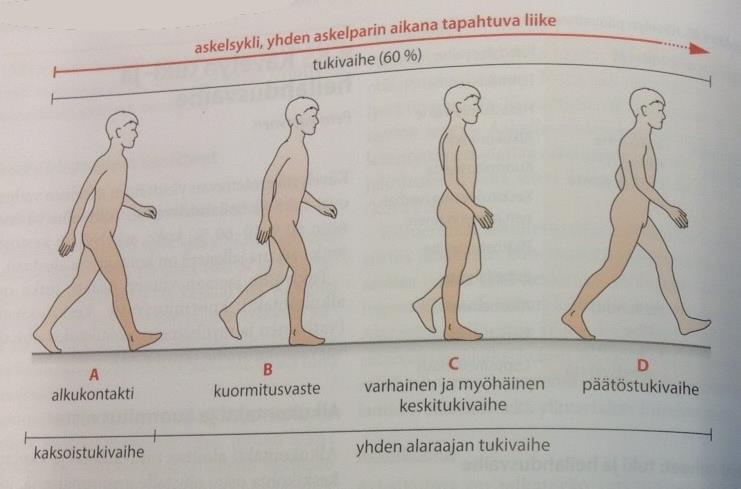 Askelsykli, yhden askelparin aikana tapahtuva liike Kuva: